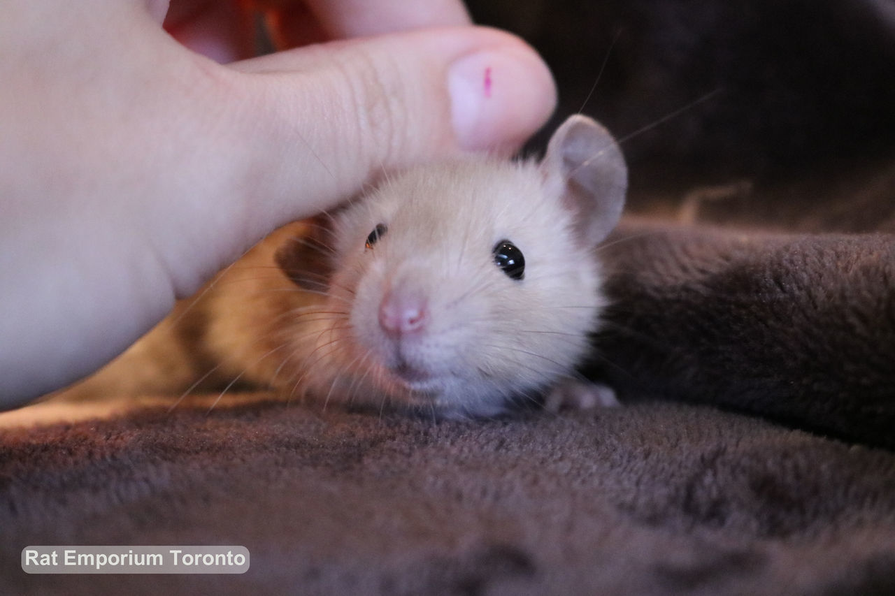 CLOSE-UP OF CAT FEEDING HAND