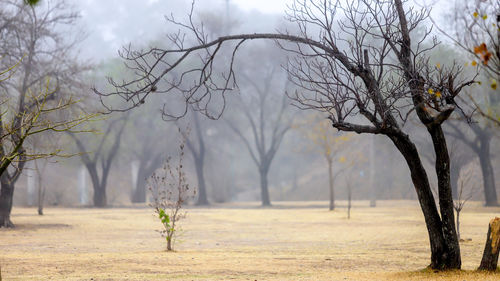 Bare trees on field