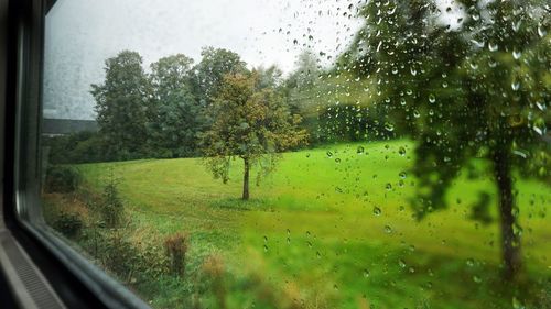 Trees on grassy field seen through train window