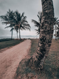 Palm trees on beach against sky