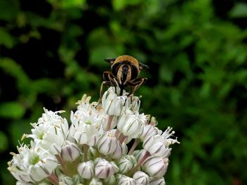 Close-up of honey bee on white flower
