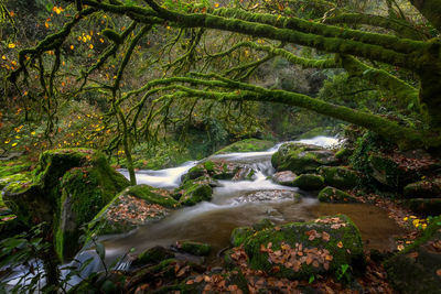 Scenic view of waterfall in forest