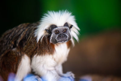 Close-up of a tamarin monkey looking at the camera.