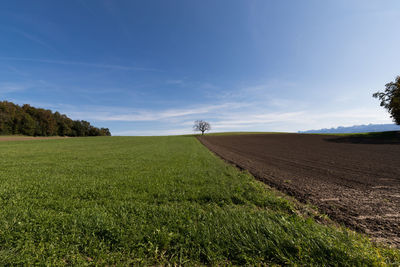 Scenic view of agricultural field against sky