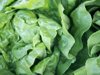 Full frame shot of green leaves