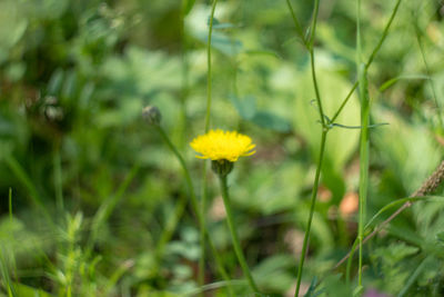 Close-up of yellow flowering plant on field