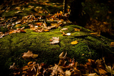 Leaves on field