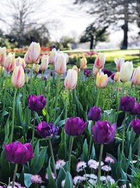 Close-up of pink tulips blooming on field