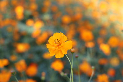 Close-up of yellow cosmos flower blooming outdoors