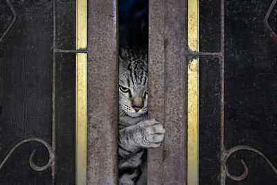 Cat is opening steel slide door.