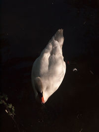 Swan swimming in lake