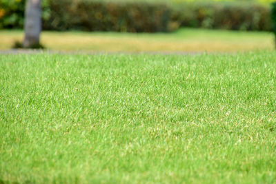 Close-up of green grass on field