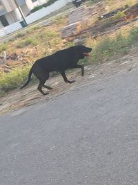 Side view of black dog running on road