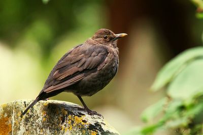 Close-up of bird perching on white background