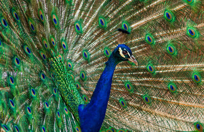 Close-up of peacock