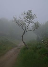 Bare tree on landscape against sky