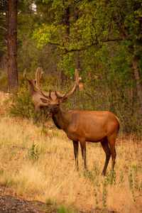 Elk standing in a forest near grand canyon