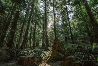 Low angle view of bamboo trees in forest