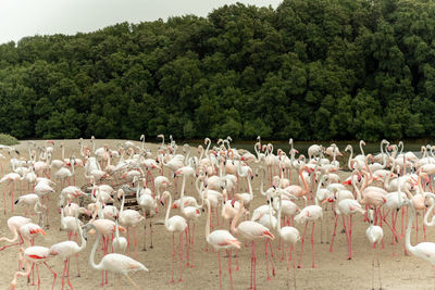 Flock of birds in the lake