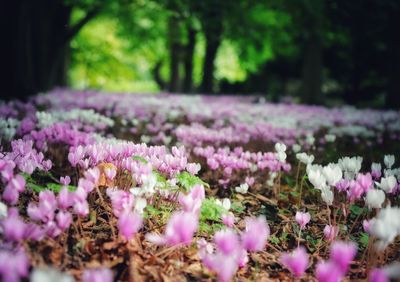 Close-up of pink crocus flowers on field