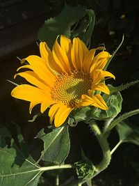 Close-up of sunflower blooming outdoors