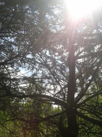 Sun shining through trees