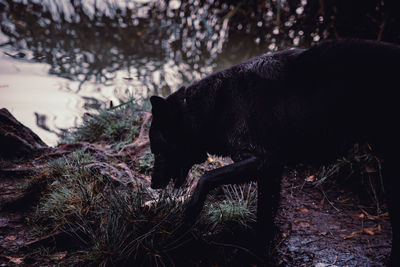 Side view of black cat on land