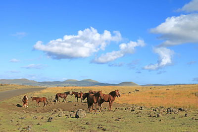 Herd of wild horses grazing at the roadside on easter island, chile, south america