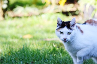 Portrait of a cat on field