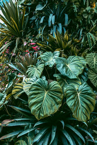 High angle view of flowering plant in park