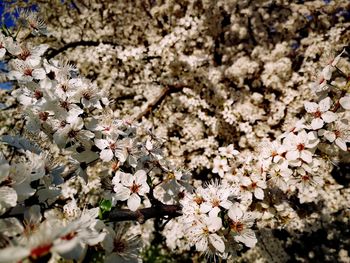 Close-up of white cherry blossoms in spring