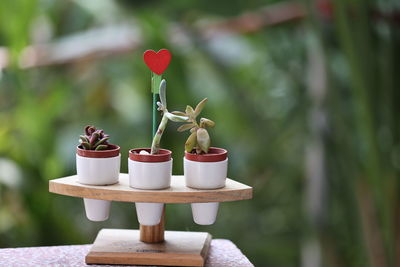 Close-up of small plant on table