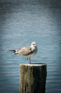 Bird perching on wooden post