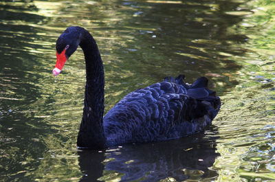 Black swan swimming in lake