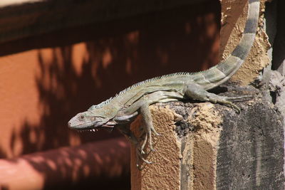 Close-up of lizard on wood