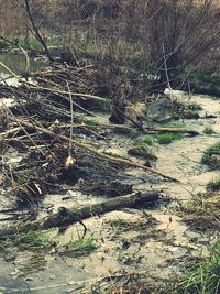 Plant growing in water