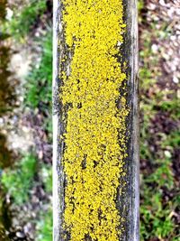 Close-up of yellow lichen on tree trunk