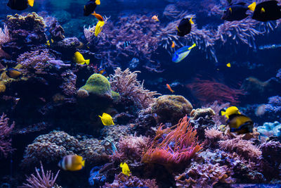 Fish swimming in aquarium