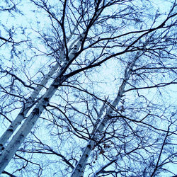 Low angle view of bare trees against sky