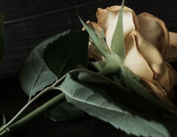 Close-up of flower