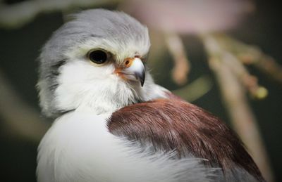 Close-up of owl