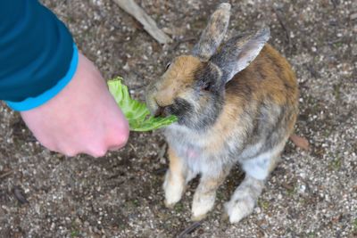 Full length of hand feeding rabbit