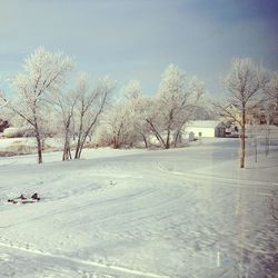 Bare trees on snow covered landscape