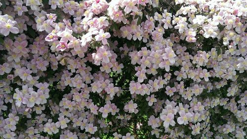 Full frame shot of white flowers