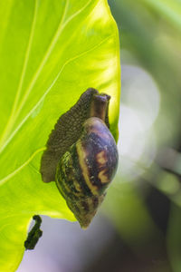 Close-up of snail on leaf