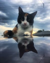 Cat sitting against sky