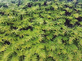 Full frame shot of pine tree