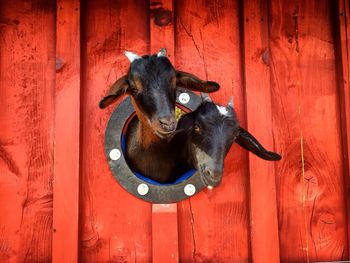 Goats looking from circular window of barn