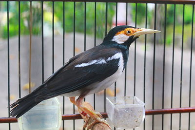 Close-up of bird in cage