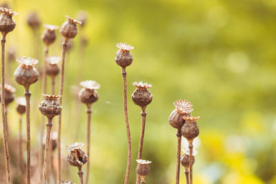 Close-up of wilted flowers on field